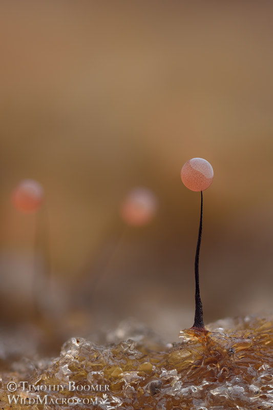 Slime mold (Comatricha nigra).  Solano County, California, USA.  Stock Photo ID=SLI0047