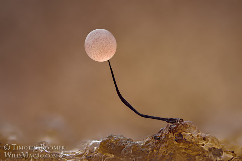 Slime mold (Comatricha nigra).  Solano County, California, USA.  Stock Photo ID=SLI0051