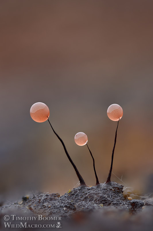 Slime mold (Comatricha nigra).  Solano County, California, USA.  Stock Photo ID=SLI0059