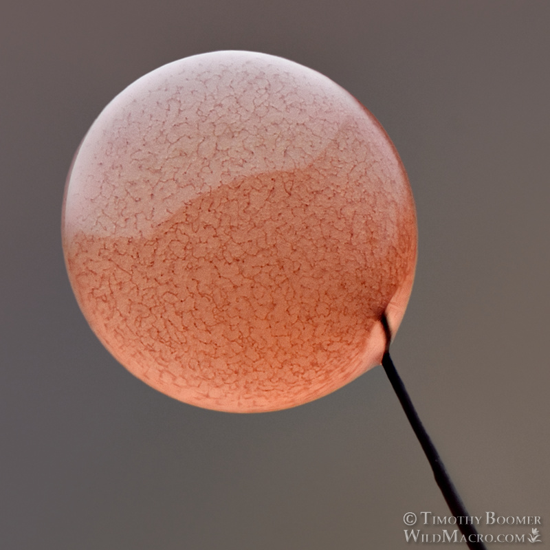 Slime mold (Comatricha nigra).  Solano County, California, USA.  Stock Photo ID=SLI0059crop