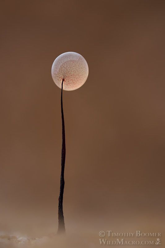 Slime mold (Comatricha nigra).  Solano County, California, USA.  Stock Photo ID=SLI0060