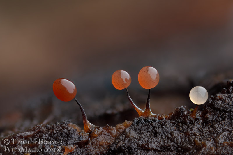 Slime mold (Comatricha nigra).  Solano County, California, USA.  Stock Photo ID=SLI0061