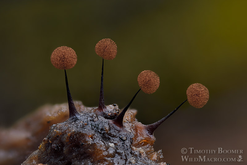 Slime mold (Comatricha nigra), mature fruiting bodies with their spores blown out to reveal the intricate nets of capillitial fibers. Solano County, California, USA. Stock Photo ID=SLI0067 Slime mold (Comatricha nigra), mature fruiting bodies with their spores blown out to reveal the intricate nets of capillitial fibers. Solano County, California, USA. Stock Photo ID=SLI0067