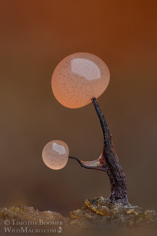 Slime mold (Comatricha nigra).  Solano County, California, USA.  Stock Photo ID=SLI0069