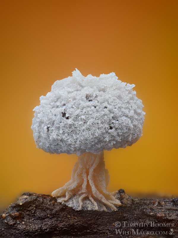 Didymium squamulosum.  Solano County, California, USA.  Stock Photo ID=SLI0129