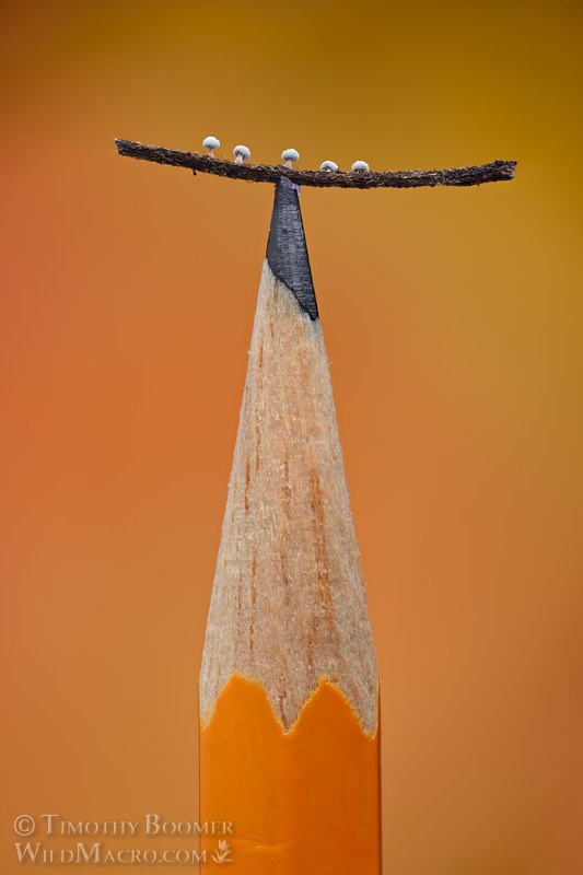 Didymium squamulosum balanced atop a standard #2 pencil.  Solano County, California, USA.  Stock Photo ID=SLI0130