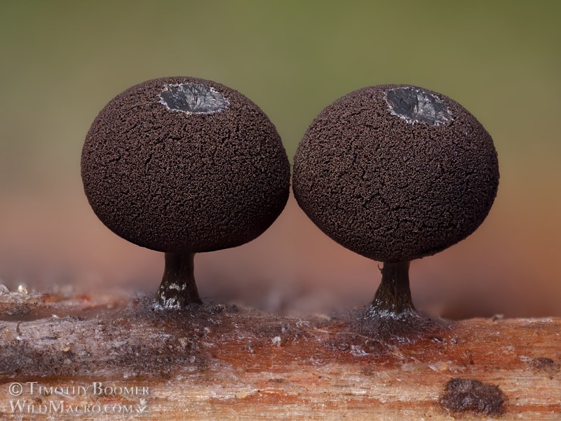 Slime mold (Enerthenema melanospermum).  Eldorado National Forest, Sierra Nevada, Alpine County, California, USA.  Stock Photo ID=SLI0113