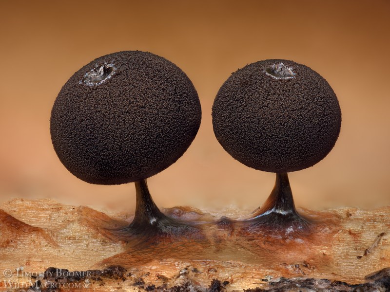 Slime mold (Enerthenema melanospermum).  Eldorado National Forest, Sierra Nevada, Alpine County, California, USA.  Stock Photo ID=SLI0114