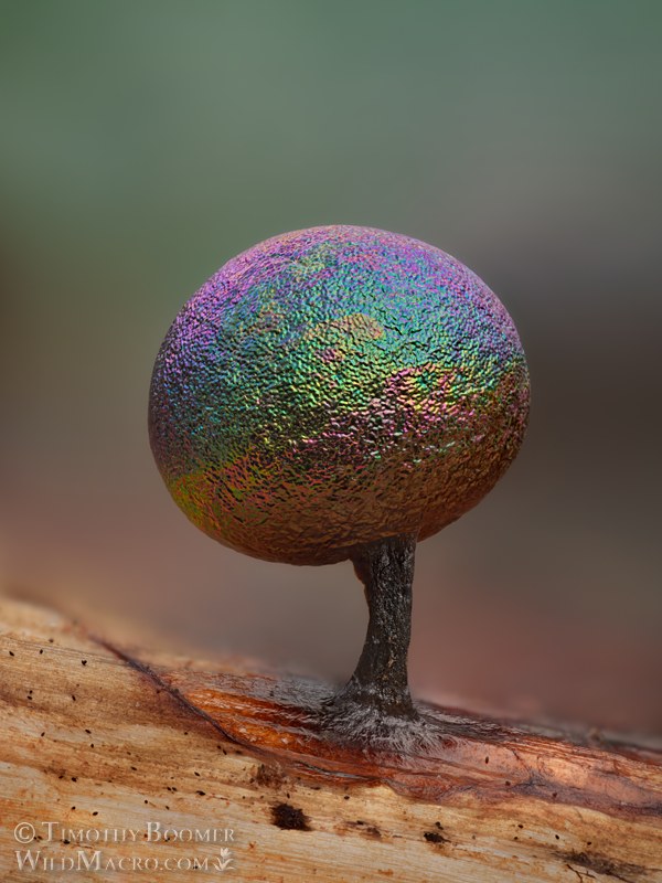 Lamproderma slime mold.  Eldorado National Forest, Sierra Nevada, Alpine County, California, USA.  Stock Photo ID=SLI0112