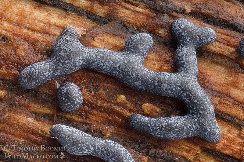 Slime mold (Physarum cinereum). Vacaville, Solano County, California, USA. Stock Photo ID=SLI0088 Slime mold (Physarum cinereum). Vacaville, Solano County, California, USA. Stock Photo ID=SLI0098