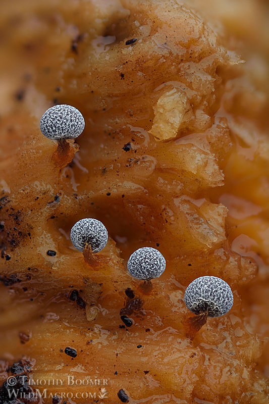 Slime mold (Physarum leucophaeum). Cultivated on blue oak in a moist chamber. Substrate collected from Solano County, California, USA. Stock Photo ID=SLI0064 Slime mold (Physarum leucophaeum). Cultivated on blue oak in a moist chamber. Substrate collected from Solano County, California, USA. Stock Photo ID=SLI0064