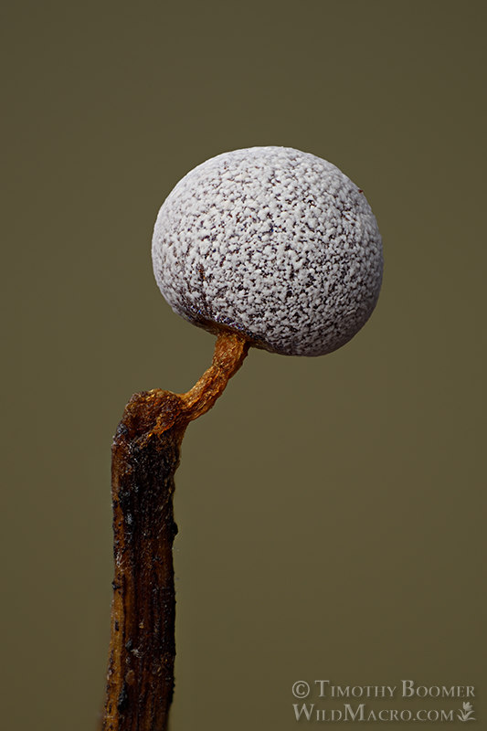 Slime mold (Physarum leucophaeum). Browns Valley Open Space Preserve, Solano County, California, USA. Stock Photo ID=SLI0081 Slime mold (Physarum leucophaeum). Browns Valley Open Space Preserve, Solano County, California, USA. Stock Photo ID=SLI0081