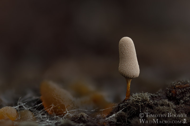 White carnival candy slime mold (Arcyria cinerea). Solano County, California, USA. Stock Photo ID=SLI0035 White carnival candy slime mold (Arcyria cinerea). Solano County, California, USA. Stock Photo ID=SLI0035