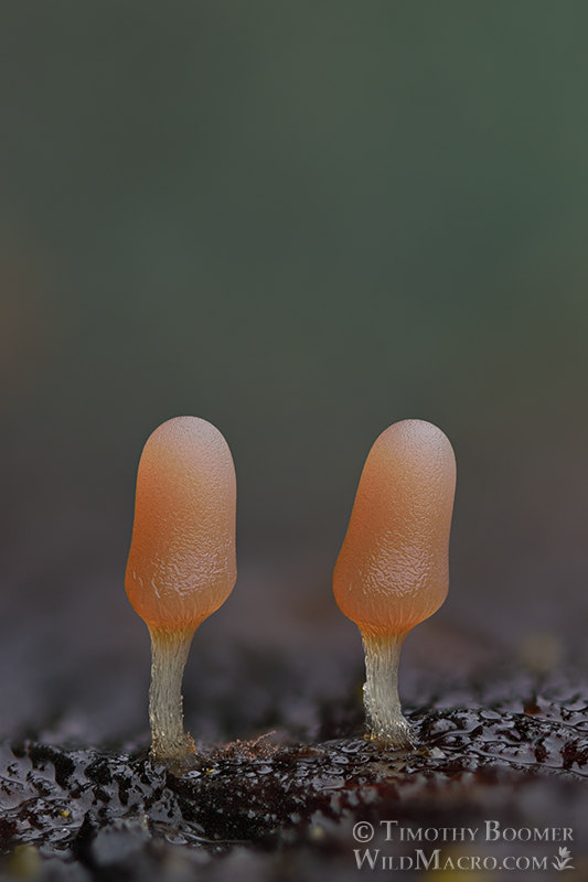 White carnival candy slime mold (Arcyria cinerea). Solano County, California, USA. Stock Photo ID=SLI0062 White carnival candy slime mold (Arcyria cinerea). Solano County, California, USA. Stock Photo ID=SLI0062