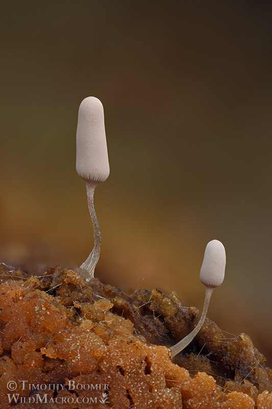 White carnival candy slime mold (Arcyria cinerea). Solano County, California, USA. Stock Photo ID=SLI0075 White carnival candy slime mold (Arcyria cinerea). Solano County, California, USA. Stock Photo ID=SLI0075