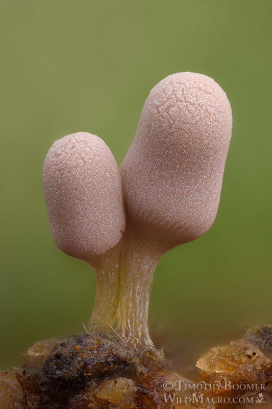 White carnival candy slime mold (Arcyria cinerea). Solano County, California, USA. Stock Photo ID=SLI0105 White carnival candy slime mold (Arcyria cinerea). Solano County, California, USA. Stock Photo ID=SLI0105