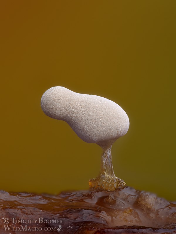 White carnival candy slime mold (Arcyria cinerea).  Solano County, California, USA.  Stock Photo ID=SLI0115