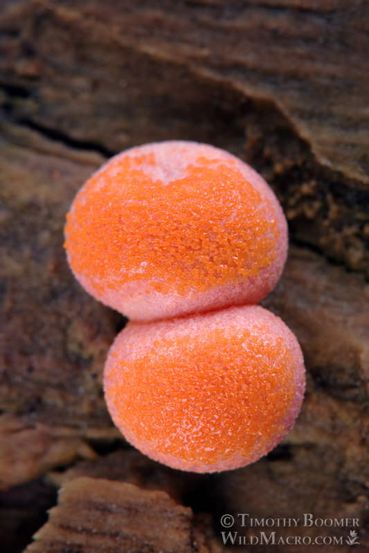Wolf's milk (Lycogala epidendrum).  Stebbins Cold Canyon Reserve, Napa County, California, USA.  Stock Photo ID=SLI0006