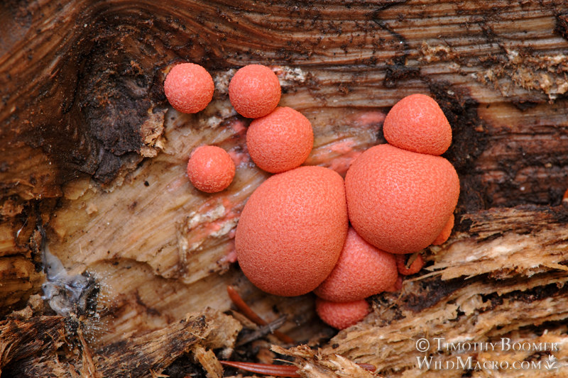 Wolf's milk (Lycogala epidendrum).  Big Basin Redwoods State Park, Santa Cruz County, California, USA.  Stock Photo ID=SLI0007