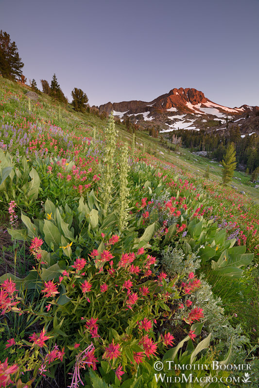 Carson Pass wildflowers beneath Round Top at sunset. Carson Pass, Eldorado National Forest, Alpine County, California, USA. Stock Photo ID=SCE0215 Carson Pass wildflowers beneath Round Top at sunset. Carson Pass, Eldorado National Forest, Alpine County, California, USA. Stock Photo ID=SCE0215