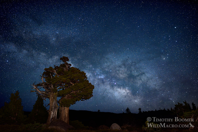 The Milky Way galaxy rises over a Sierra juniper in the Eldorado National Forest. El Dorado County, CA. Stock Photo ID=SCE0150 The Milky Way galaxy rises over a Sierra juniper in the Eldorado National Forest. El Dorado County, CA. Stock Photo ID=SCE0150