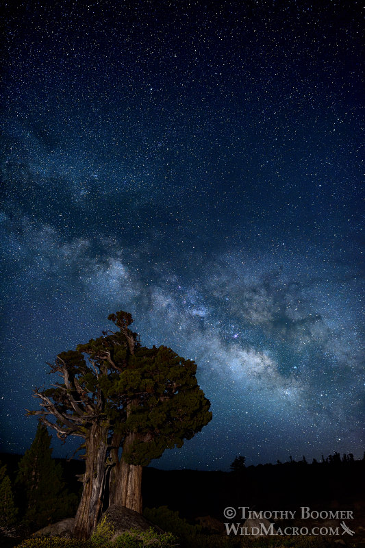 The Milky Way galaxy rises over a Sierra juniper in the Eldorado National Forest. El Dorado County, CA. Stock Photo ID=SCE0151 The Milky Way galaxy rises over a Sierra juniper in the Eldorado National Forest. El Dorado County, CA. Stock Photo ID=SCE0151