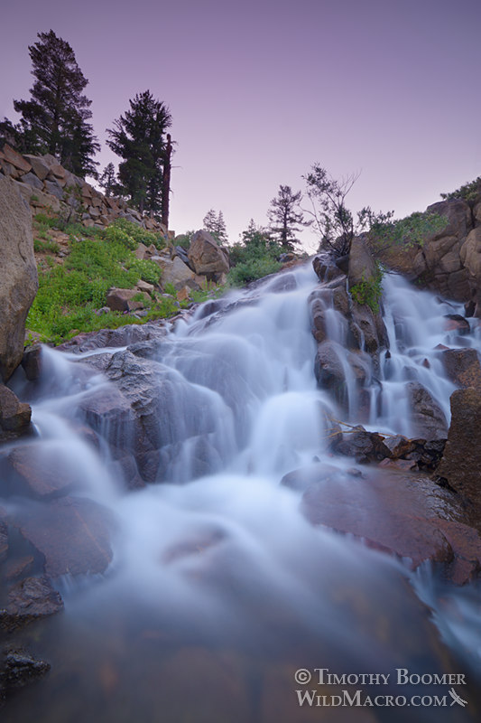Round Top Creek cascades at dusk. Carson Pass, Eldorado National Forest, Mokelumne Wilderness, Sierra Nevada, Alpine County, California, USA. Stock Photo ID=SCE0214 Round Top Creek cascades at dusk. Carson Pass, Eldorado National Forest, Mokelumne Wilderness, Sierra Nevada, Alpine County, California, USA. Stock Photo ID=SCE0214