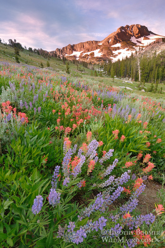 Wildflowers cover the hillside beneath Round Top, the highest peak in the Mokelumne Wilderness. Carson Pass, Eldorado National Forest, Alpine County, CA. Stock Photo ID=SCE0053 Wildflowers cover the hillside beneath Round Top, the highest peak in the Mokelumne Wilderness. Carson Pass, Eldorado National Forest, Alpine County, CA. Stock Photo ID=SCE0053
