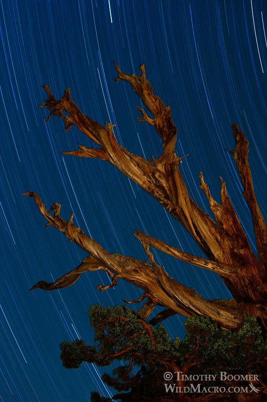 Star trails above an ancient Sierra juniper. Carson Spur, Eldorado National Forest, El Dorado County, California, USA. Stock Photo ID=SCE0100 Star trails above an ancient Sierra juniper. Carson Spur, Eldorado National Forest, El Dorado County, California, USA. Stock Photo ID=SCE0100