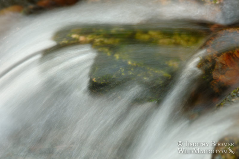 A peaceful stream flows over colorful rocks. Plumas National Forest. Twain, Plumas County, CA. Stock Photo ID=SCE0155 A peaceful stream flows over colorful rocks. Plumas National Forest. Twain, Plumas County, CA. Stock Photo ID=SCE0155