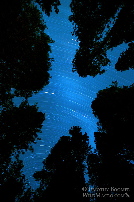 Pine trees are silhouetted by long-exposure star trails over the Plumas National Forest. Twain, Plumas County, CA. Stock Photo ID=SCE0152 Pine trees are silhouetted by long-exposure star trails over the Plumas National Forest. Twain, Plumas County, CA. Stock Photo ID=SCE0152