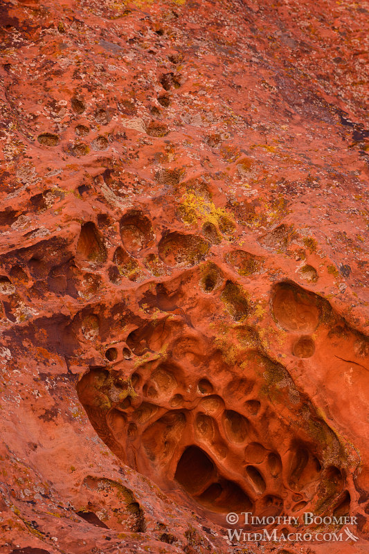 Tafoni (honeycomb weathering) and colorful lichens add additional interest to the unique geological features at Calico Hills. Red Rock Canyon National Conservation Area, Las Vegas, Clark County, Mojave Desert, Nevada. Stock Photo ID=SCE0194 Tafoni (honeycomb weathering) and colorful lichens add additional interest to the unique geological features at Calico Hills. Red Rock Canyon National Conservation Area, Las Vegas, Clark County, Mojave Desert, Nevada. Stock Photo ID=SCE0194