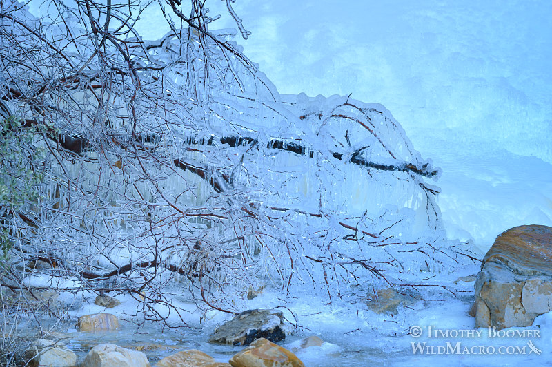 Frozen tree near the base of Lost Creek Waterfall. Red Rock Canyon National Conservation Area, Las Vegas, Clark County, Mojave Desert, Nevada. Stock Photo ID=SCE0196 Frozen tree near the base of Lost Creek Waterfall. Red Rock Canyon National Conservation Area, Las Vegas, Clark County, Mojave Desert, Nevada. Stock Photo ID=SCE0196