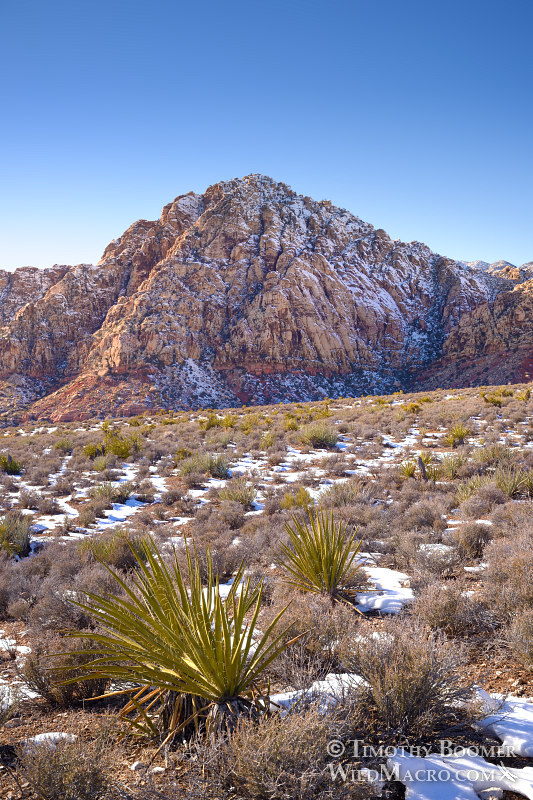 White Rock Mountain. Red Rock Canyon National Conservation Area, Las Vegas, Clark County, Mojave Desert, Nevada. Stock Photo ID=SCE0195 White Rock Mountain. Red Rock Canyon National Conservation Area, Las Vegas, Clark County, Mojave Desert, Nevada. Stock Photo ID=SCE0195