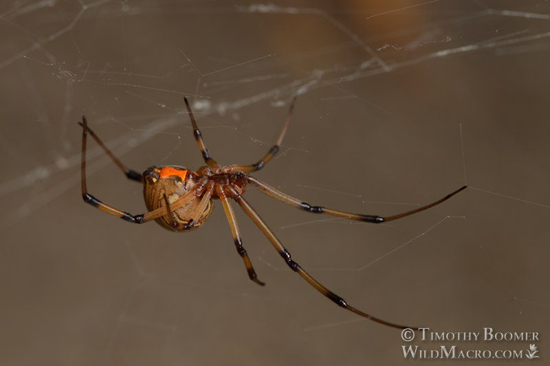 Brown widow (Latrodectus geometricus). Stock Photo ID=SPI0290 Brown widow (Latrodectus geometricus). Stock Photo ID=SPI0290