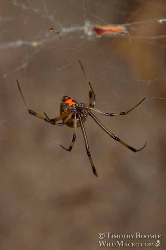 Brown widow (Latrodectus geometricus). Stock Photo ID=SPI0291 Brown widow (Latrodectus geometricus). Stock Photo ID=SPI0291