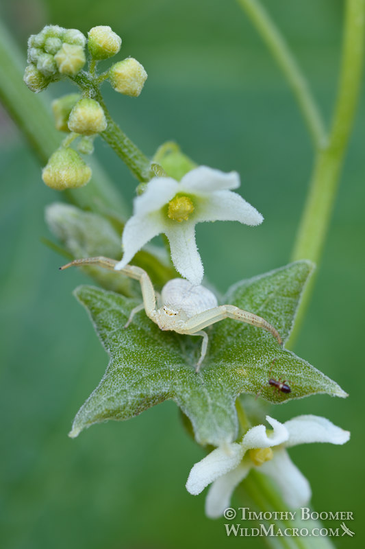 Crab spider (Mecaphesa sp.) hunting on California manroot (Marah fabaceus).  Stebbins Cold Canyon Reserve, Solano County, California, USA.  Stock Photo ID=SPI0287