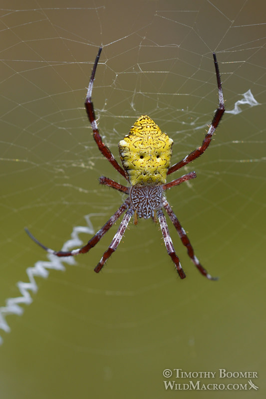 Hawaiian garden spider (Argiope appensa).  Pu'uhonua o Honaunau National Historical Park, Hawai'i, USA.  Stock Photo ID=SPI0284