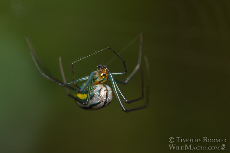 Mabel orchard orbweaver (Leucauge argyrobapta). Osceola County, Florida, USA. Stock Photo ID=SPI0294 Mabel orchard orbweaver (Leucauge argyrobapta). Osceola County, Florida, USA. Stock Photo ID=SPI0294