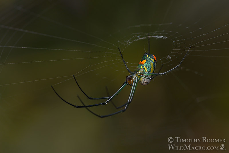 Mabel orchard orbweaver (Leucauge argyrobapta). Osceola County, Florida, USA. Stock Photo ID=SPI0295 Mabel orchard orbweaver (Leucauge argyrobapta). Osceola County, Florida, USA. Stock Photo ID=SPI0295