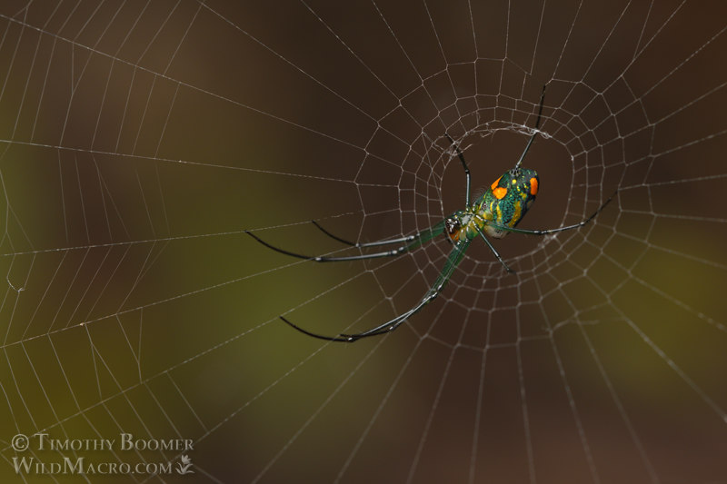 Mabel orchard orbweaver (Leucauge argyrobapta). Osceola County, Florida, USA. Stock Photo ID=SPI0297 Mabel orchard orbweaver (Leucauge argyrobapta). Osceola County, Florida, USA. Stock Photo ID=SPI0297