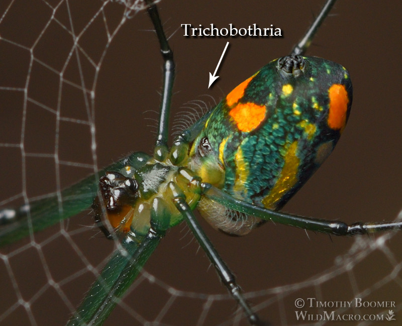 Mabel orchard orbweaver (Leucauge argyrobapta). Osceola County, Florida, USA. Stock Photo ID=SPI0297 Mabel orchard orbweaver (Leucauge argyrobapta). Osceola County, Florida, USA. Stock Photo ID=SPI0297