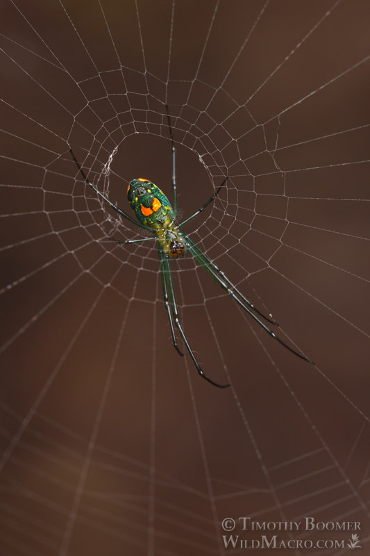 Mabel orchard orbweaver (Leucauge argyrobapta). Osceola County, Florida, USA. Stock Photo ID=SPI0298 Mabel orchard orbweaver (Leucauge argyrobapta). Osceola County, Florida, USA. Stock Photo ID=SPI0298