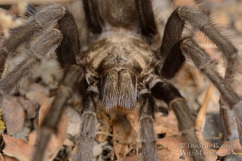 Mature male tarantula (Aphonopelma iodius) in search of receptive females. Alameda County, California, USA. Stock Photo ID=SPI0223 Mature male tarantula (Aphonopelma iodius) in search of receptive females. Alameda County, California, USA. Stock Photo ID=SPI0223