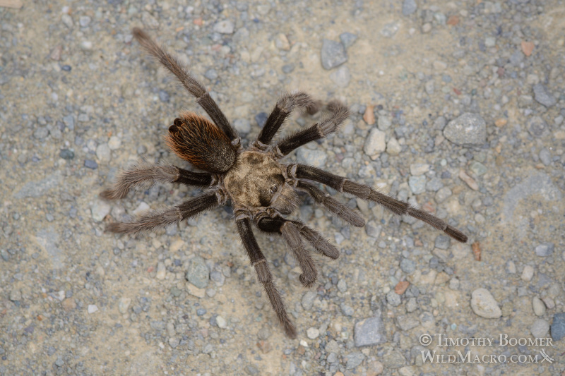 Mature male tarantula (Aphonopelma iodius) in search of receptive females. Alameda County, California, USA. Stock Photo ID=SPI0224 Mature male tarantula (Aphonopelma iodius) in search of receptive females. Alameda County, California, USA. Stock Photo ID=SPI0224