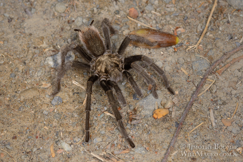 Mature male tarantula (Aphonopelma iodius) in search of receptive females. Alameda County, California, USA. Stock Photo ID=SPI0225 Mature male tarantula (Aphonopelma iodius) in search of receptive females. Alameda County, California, USA. Stock Photo ID=SPI0225