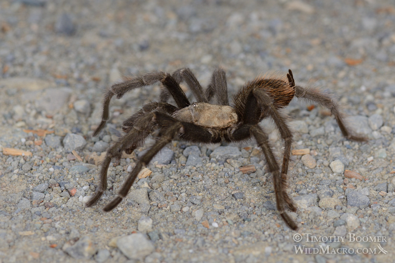 Mature male tarantula (Aphonopelma iodius) in search of receptive females. Alameda County, California, USA. Stock Photo ID=SPI0227 Mature male tarantula (Aphonopelma iodius) in search of receptive females. Alameda County, California, USA. Stock Photo ID=SPI0227