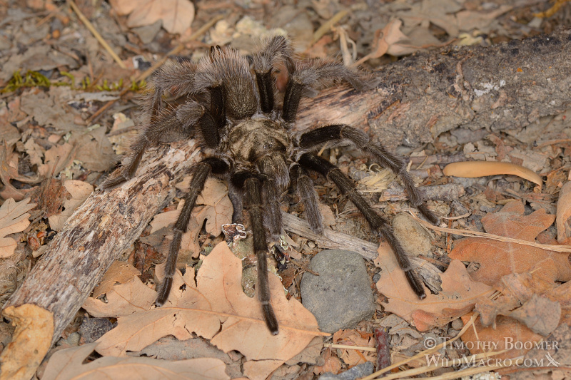 Mature male tarantula (Aphonopelma iodius) in search of receptive females. Alameda County, California, USA. Stock Photo ID=SPI0228 Mature male tarantula (Aphonopelma iodius) in search of receptive females. Alameda County, California, USA. Stock Photo ID=SPI0228