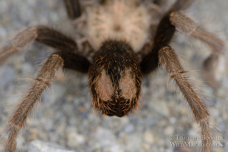Mature male tarantula (Aphonopelma iodius) in search of receptive females. Alameda County, California, USA. Stock Photo ID=SPI0229 Mature male tarantula (Aphonopelma iodius) in search of receptive females. Alameda County, California, USA. Stock Photo ID=SPI0229