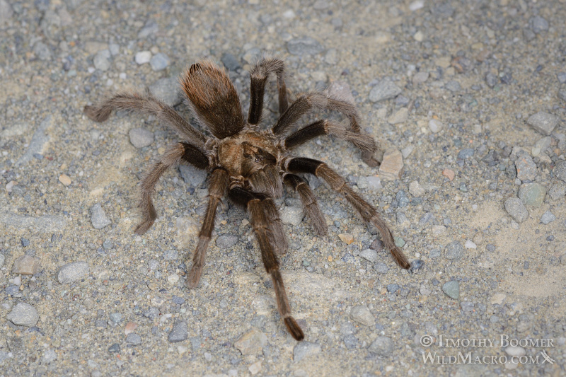 Mature male tarantula (Aphonopelma iodius) in search of receptive females. Alameda County, California, USA. Stock Photo ID=SPI0230 Mature male tarantula (Aphonopelma iodius) in search of receptive females. Alameda County, California, USA. Stock Photo ID=SPI0230